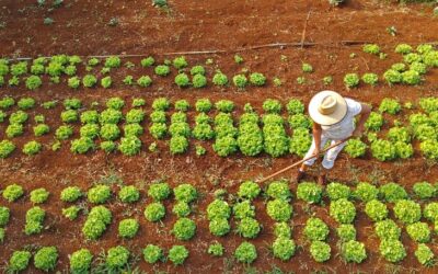 Governo de MS Lança Programa Inovador de Apoio à Agricultura Familiar Sustentável