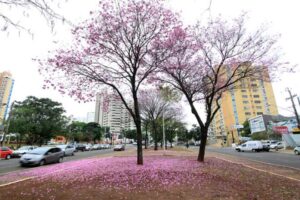 Prefeitura de Campo Grande Inicia Revitalização Abrangente da Avenida Afonso Pena