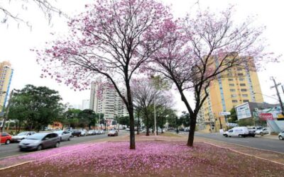 Prefeitura de Campo Grande Inicia Revitalização Abrangente da Avenida Afonso Pena