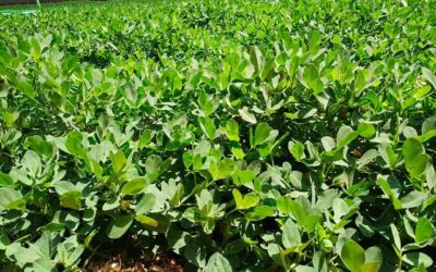 Mato Grosso do Sul triplicou a produção de amendoim em cinco anos, alcançando 95 mil toneladas em 2023. A expansão consolidou o estado como segundo maior produtor do país, impulsionada pela alta demanda internacional e clima favorável. Produtores locais apostam em tecnologia e novos mercados para manter o crescimento.