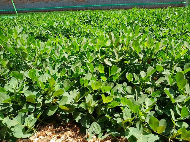 Mato Grosso do Sul triplicou a produção de amendoim em cinco anos, alcançando 95 mil toneladas em 2023. A expansão consolidou o estado como segundo maior produtor do país, impulsionada pela alta demanda internacional e clima favorável. Produtores locais apostam em tecnologia e novos mercados para manter o crescimento.
