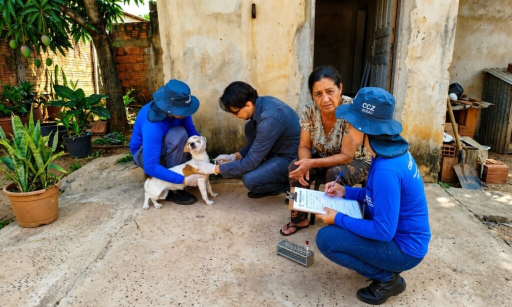 O CCZ de Campo Grande intensifica a busca ativa por casos de leishmaniose visceral em cães, crucial para a saúde pública. A ação visa prevenir a doença em humanos na capital sul-mato-grossense.