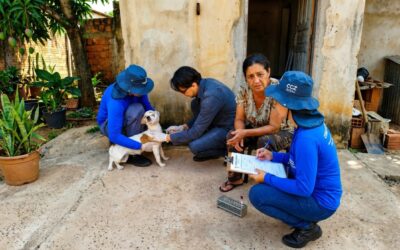 O CCZ de Campo Grande intensifica a busca ativa por casos de leishmaniose visceral em cães, crucial para a saúde pública. A ação visa prevenir a doença em humanos na capital sul-mato-grossense.